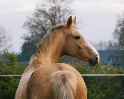 Zuchtstute Martaloc Polina (Ungarisches Warmblut, 1992, von Martalóc)