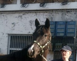 dressage horse Karajan 42 (Trakehner, 2018, from Herakles TSF)