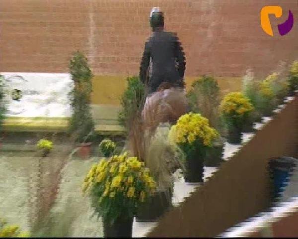 horse Golden Fella (Hanoverian, 2006, from Graf Top)