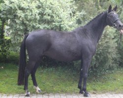 broodmare Kantara III (Trakehner, 2004, from Lehndorff's)