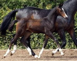 Springpferd Attention (Deutsches Sportpferd, 2012, von Balous Bellini)