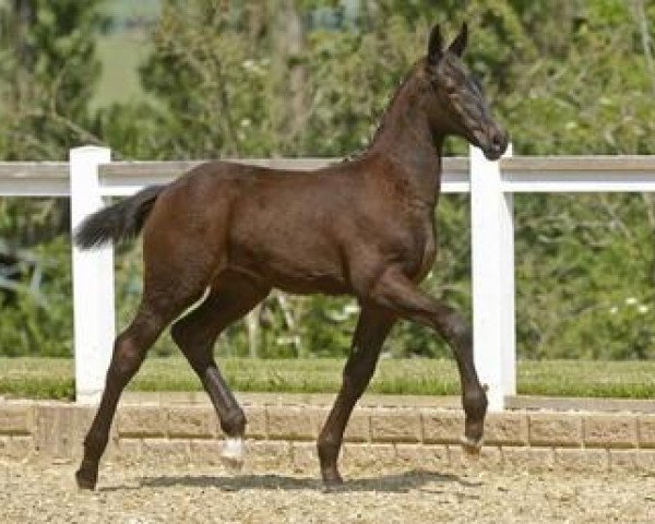 jumper Black Swan (German Sport Horse, 2012, from Blue Balou)