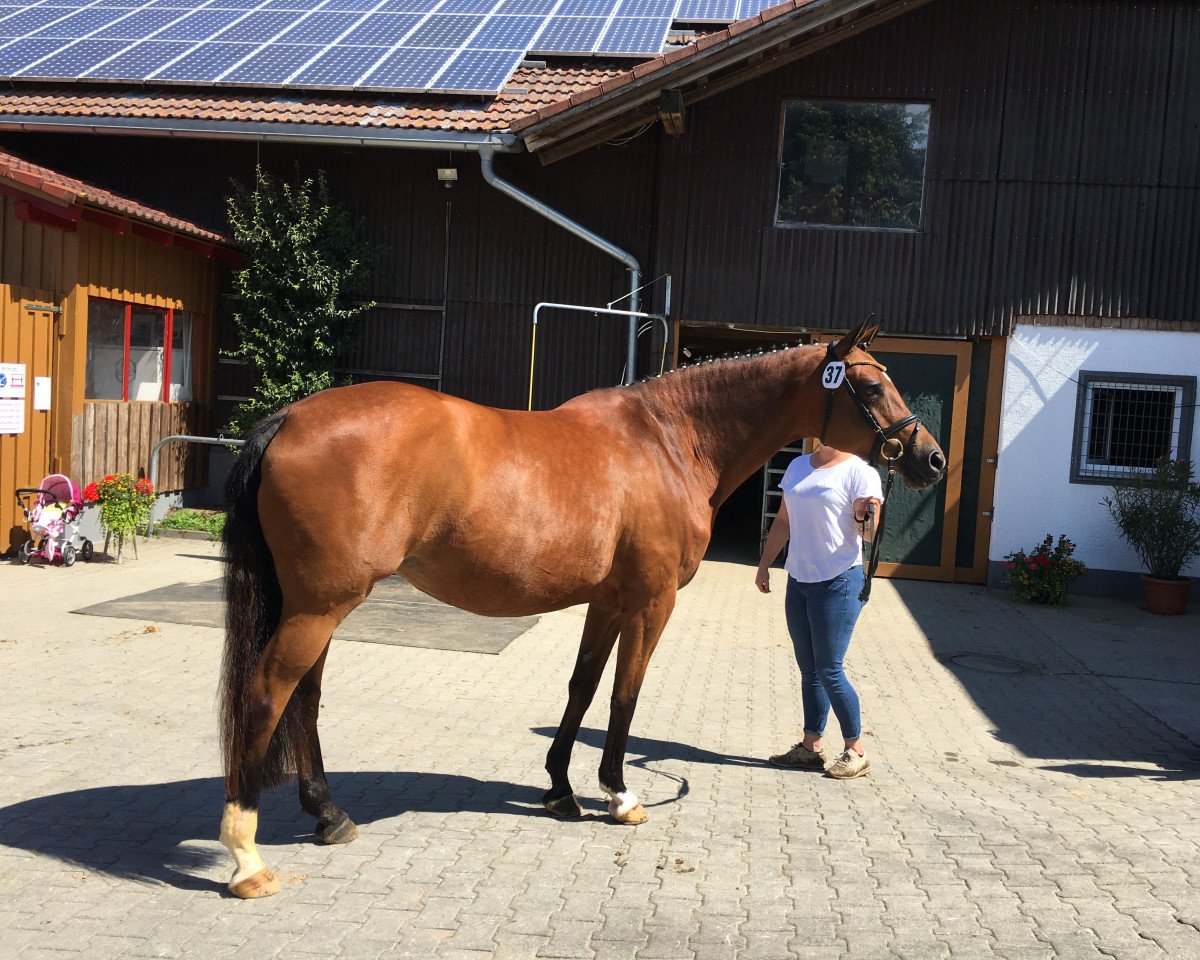 Zuchtstute Hakuna Matata (Trakehner, 2004, von Connery)
