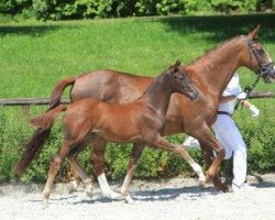 dressage horse Barcelona (Württemberger, 2012, from Bordeaux 28)