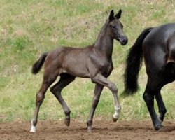 dressage horse Bachelor (Bavarian, 2012, from Bordeaux 28)