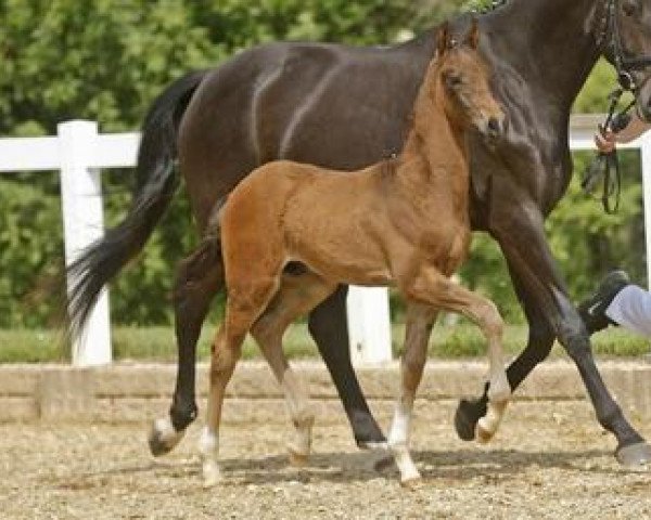 horse Barbados (German Sport Horse, 2012, from Boston)