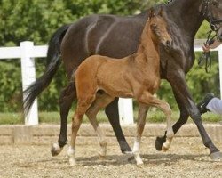 Pferd Barbados (Deutsches Sportpferd, 2012, von Boston)