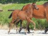 dressage horse Babooshka (Württemberger, 2012, from Boston)