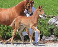 dressage horse Belle Epochè (Württemberger, 2012, from Bretton Woods)