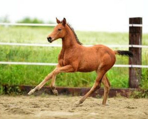 jumper Rock me Baby (German Sport Horse, 2012, from Candyman)