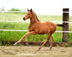 Springpferd Rock me Baby (Deutsches Sportpferd, 2012, von Candyman)