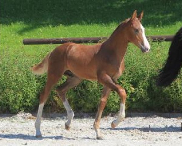 Springpferd Calderon (Württemberger, 2012, von Carrico)