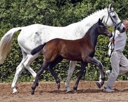 broodmare Ciacomina (German Sport Horse, 2012, from Casdorff)