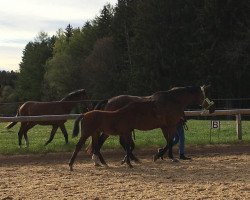 dressage horse Heidi (Trakehner, 2021, from Cadeau)