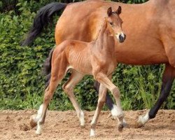 broodmare Summer Breeze (German Sport Horse, 2012, from Casdorff)