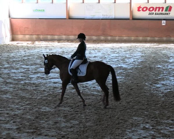 Reitturnier Everswinkel 2022