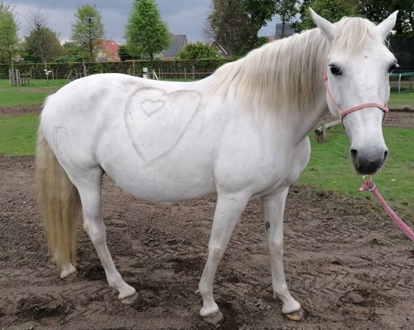 broodmare Cubana (Lusitano, 2007, from Liberal)