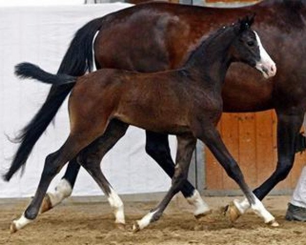 jumper Pinella (German Sport Horse, 2012, from Colestus)