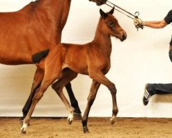 Springpferd Clear Round (Bayer, 2012, von Coupe d`Or)