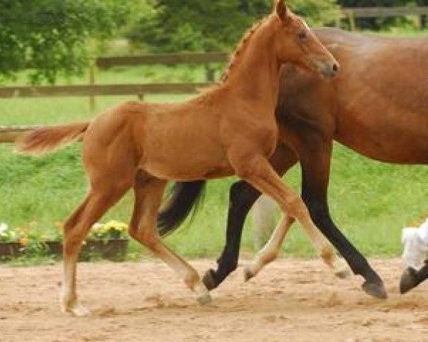 dressage horse Dabruce (Zweibrücken, 2012, from Damon Jerome NRW)