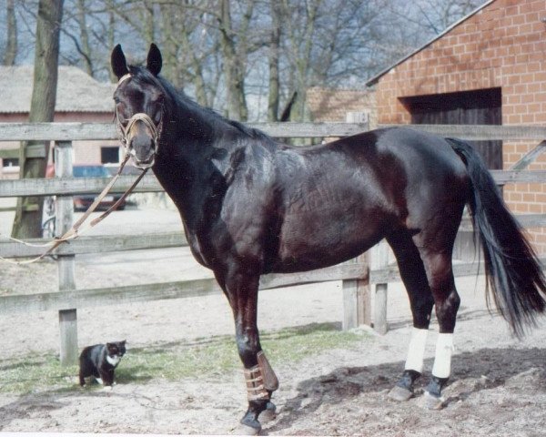 Pferd Lara (Trakehner, 1983, von Admiral II)