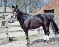 horse Lara (Trakehner, 1983, from Admiral II)