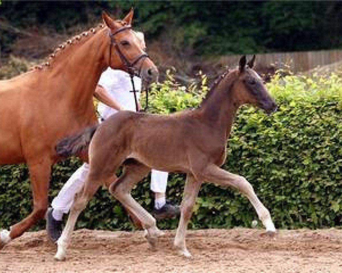 Dressurpferd Dacapo 292 (Deutsches Sportpferd, 2012, von Decurio 3)