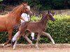 dressage horse Dacapo 292 (German Sport Horse, 2012, from Decurio 3)