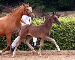 dressage horse Dacapo 292 (German Sport Horse, 2012, from Decurio 3)