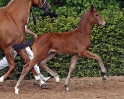 dressage horse Dr. Dance (German Sport Horse, 2012, from Decurio 3)