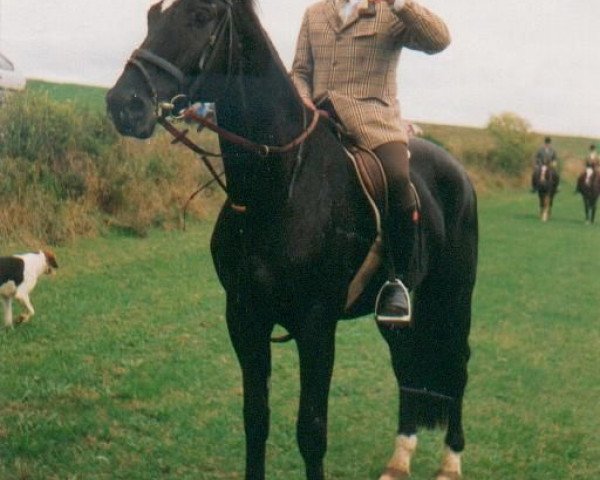 horse Aki (Württemberger, 1983, from Admiral II)