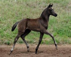 dressage horse Dakar (Bavarian, 2012, from Decurio 3)