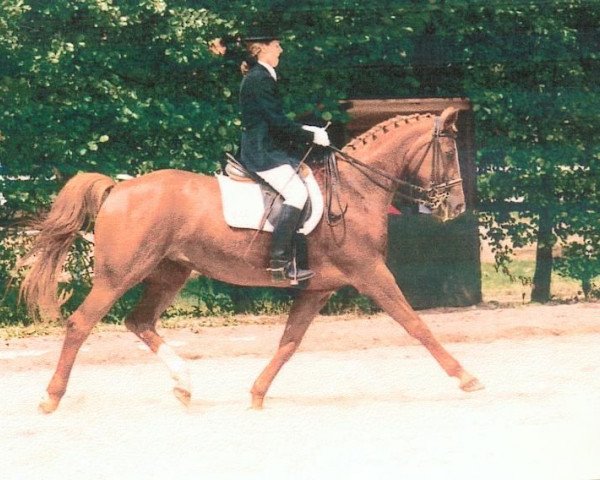 Pferd Alster (Württemberger, 1980, von Admiral II)