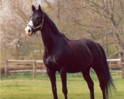 horse Akino (Württemberger, 1984, from Admiral II)