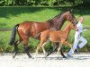 dressage horse Equidiamonds Dicaprio (Württemberger, 2012, from Diamo Gold)