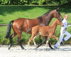 dressage horse Equidiamonds Dicaprio (Württemberger, 2012, from Diamo Gold)