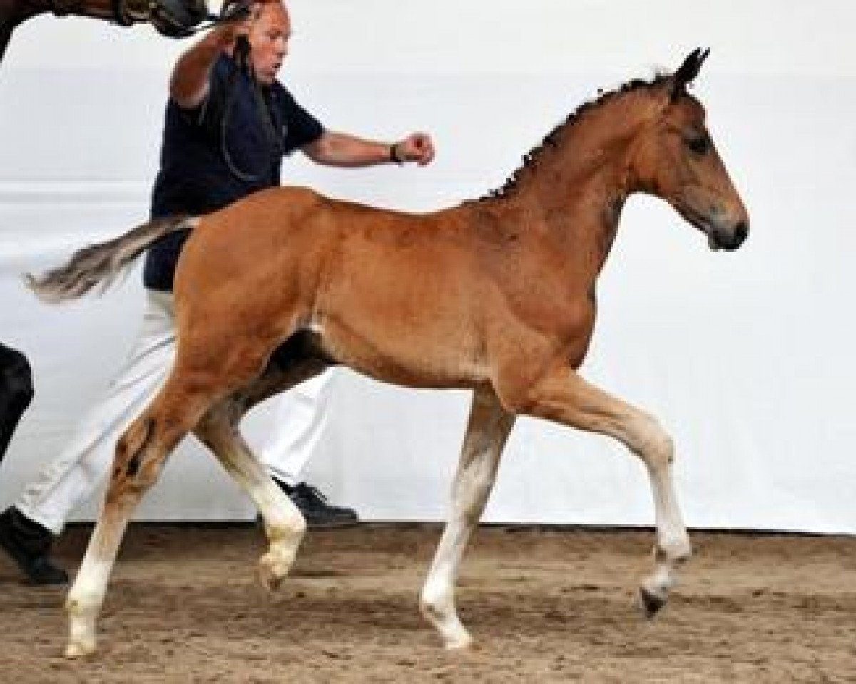 Dressurpferd Disco Star (Bayer, 2012, von Disco-Boy)