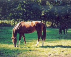 broodmare Alouette 36 (Württemberger, 1993, from Admiral II)