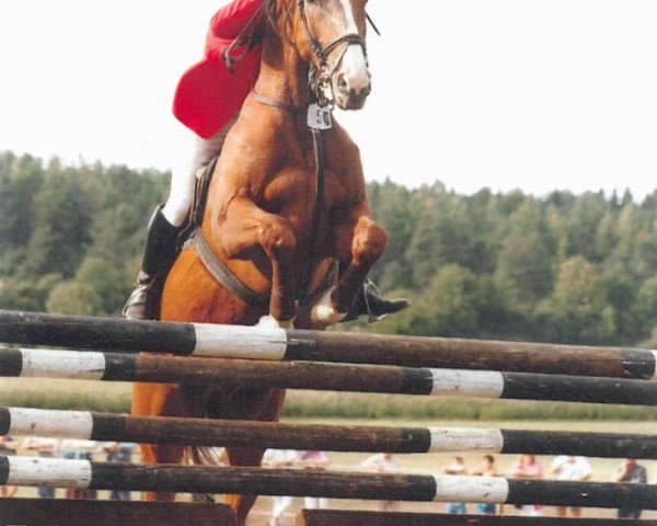 Pferd Askan (Württemberger, 1981, von Admiral II)