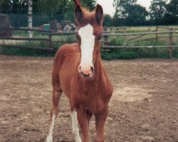 horse Allegra (Württemberger, 1990, from Admiral II)