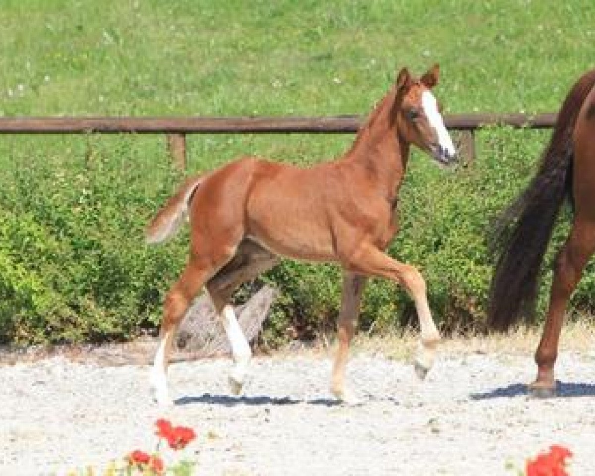Dressurpferd Djamilia (Württemberger, 2012, von Don Diamond)