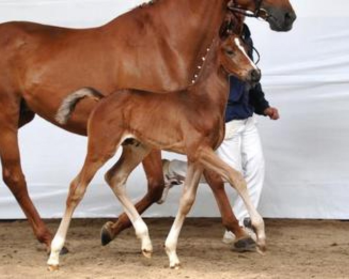 stallion Don Crusador (Bavarian, 2012, from Don Index)