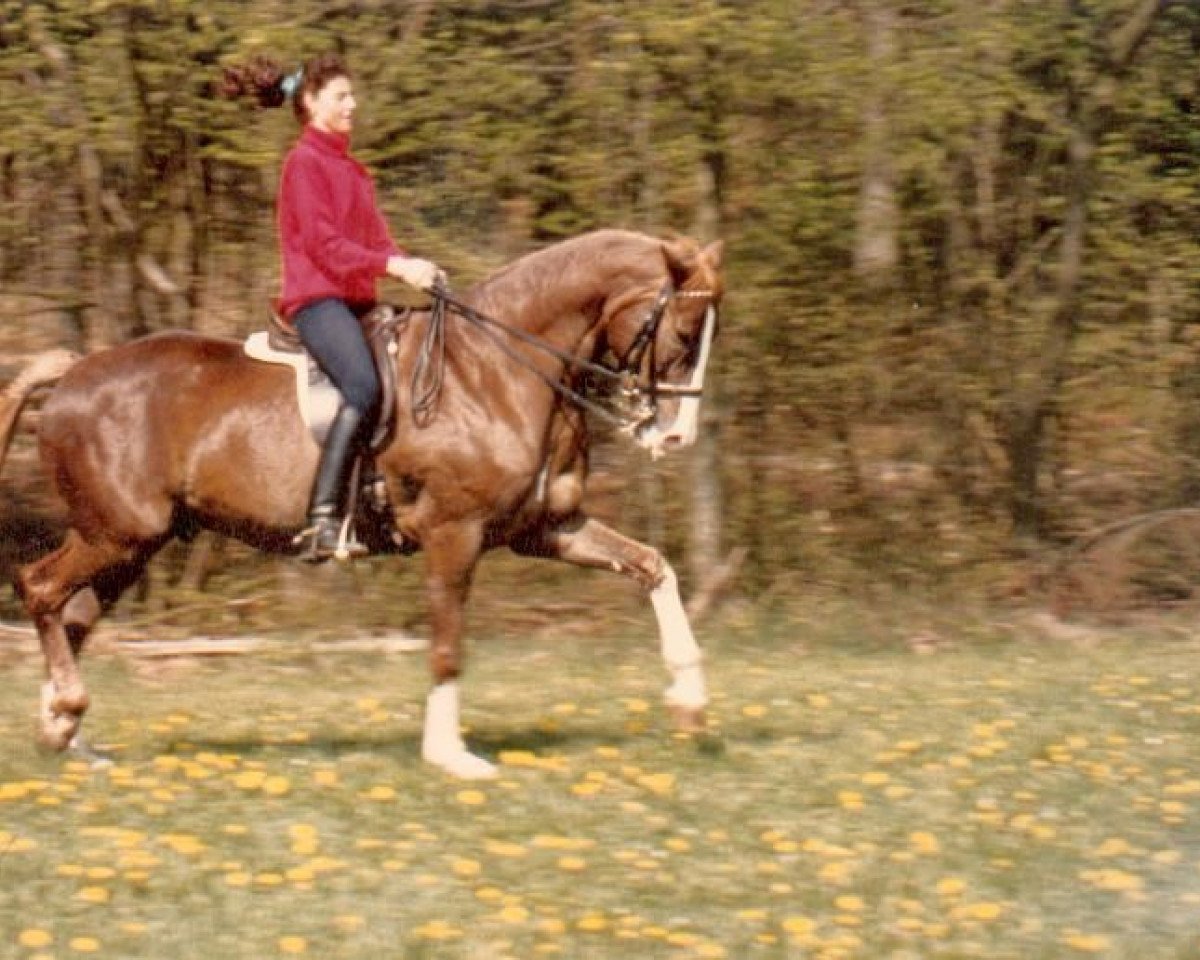 horse Adventure 2 (Württemberger, 1984, from Admiral II)
