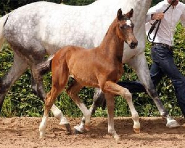 dressage horse Forrest Gump (German Sport Horse, 2012, from Foundation 2)