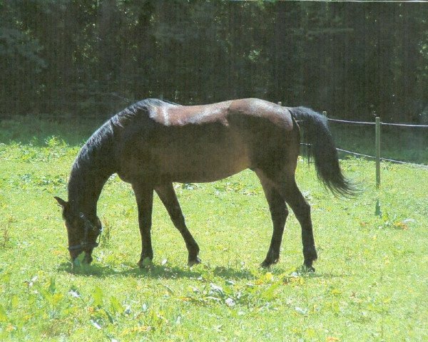 horse Adonis (Württemberger, 1992, from Admiral II)