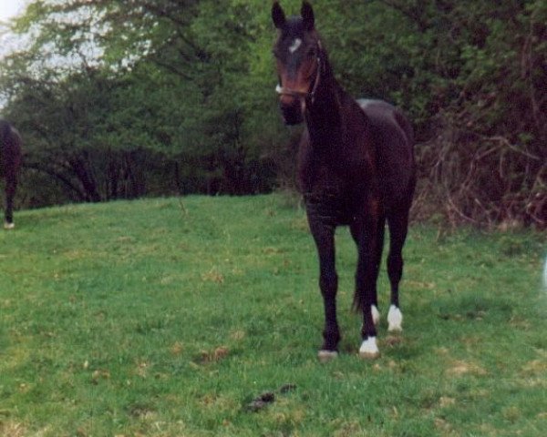 Pferd Amur (Württemberger, 1999, von Admiral II)