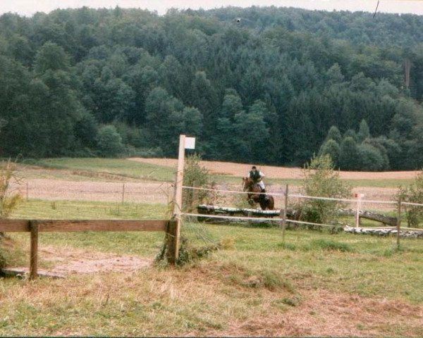 Pferd Kalmero (Trakehner, 1991, von Admiral II)