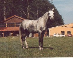 horse Admirant (Württemberger, 1981, from Admiral II)