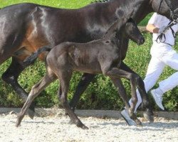 stallion Feivel (Württemberger, 2012, from Fürst Romancier)