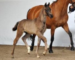 dressage horse Furst W (Bavarian, 2012, from Fürst Romancier)